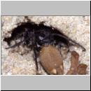 wegwespe-11mm-08-mit Spinne.jpg